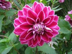 bright purple dahlia flower in the garden