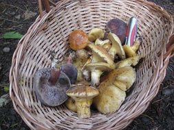 different types of mushrooms in basket