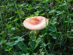 Russula mushroom in grass
