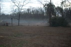 Landscape of the beautiful field with plants in fog