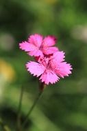 pink flowers on blurred background