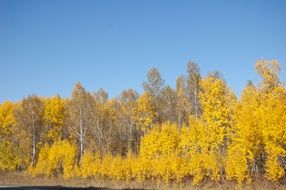 gorgeous yellow trees