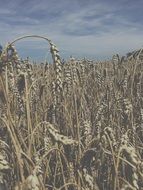 mias corn field and blue sky closeup scene