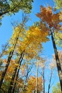 tall autumn trees in woods scene