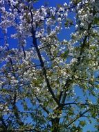 flowering amazing cherry tree in springtime