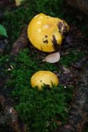 yellow toxic mushrooms in a forest