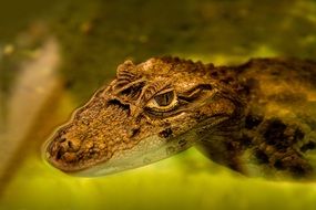 alligator in the tropical jungle