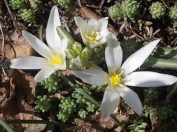 white flower on the ground