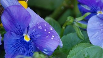 Blue pansy flowers close-up on blurred background