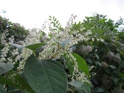 tender white fallopia japonica