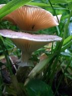 closeup view of two forest mushrooms