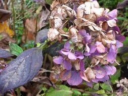 hydrangea blossom in autumn