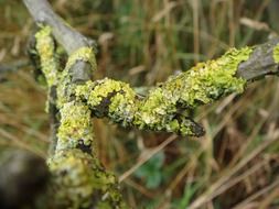 Lichen on the tree in the forest