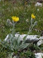 fluffy yellow alpine flower