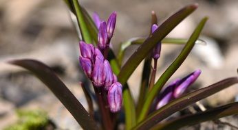 purple spring flower with green leaves in the forest