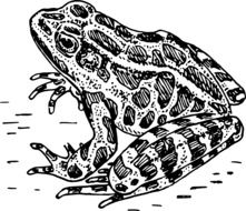 frog sitting black and white sketch