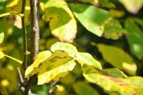 terrific foliage on a blurred background