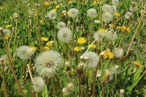 green meadow with dandelions