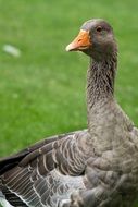 wild goose bird