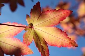 incredibly handsome leaf autumn