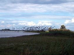 flock of migratory birds over the lake