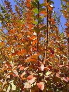 golden leaves autumn