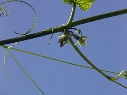 shoots of leaves on a branch