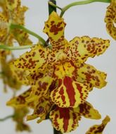yellow orchid flower blossom bloom in dots