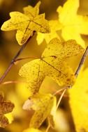 terrific maple yellow leaf