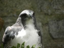 grey and white bird in nature