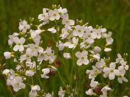 cuckoo flower in a meadow close-up