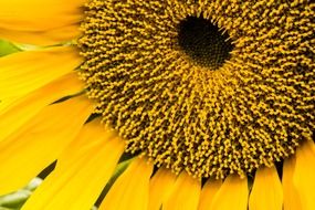 Sunflower seeds in the sunflower