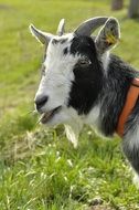 goat at the farm