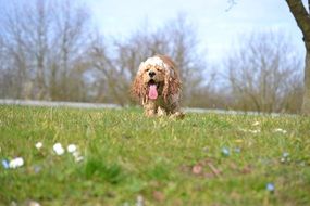 american cocker on the meadow