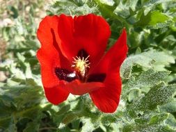 red poppy on a background of green plants on a blurred background