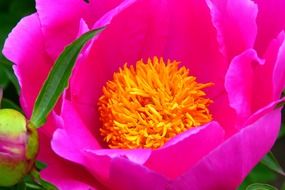 bright garden purple flower closeup
