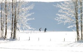 people are cross-country skiing on the winter track