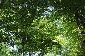 green powerful treetops