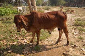 Thailand Asia cow