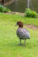 Brown goose in the wildlife