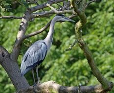 closeup photo of white Heron in wildlife