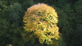 golden tree among green ones, autumn landscape