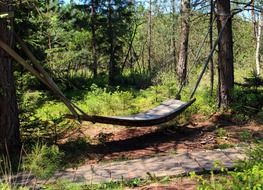 hammock for a holiday in the woods