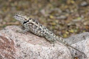 Twin-spotted spiny lizard