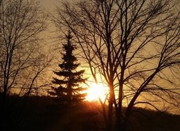 gorgeous sunrise silhouette trees