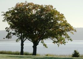 two large trees by a river