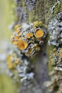 Picture of mushrooms and moss on a tree
