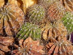 Brown and green prickly cactus plants