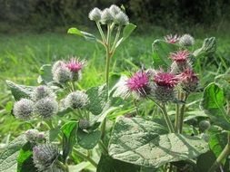 blooming burdock against the background of nature