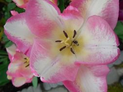 picture of the pink and white flowers